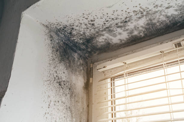 Affordable Mold Remediation solutions in Norwood Young America, MN